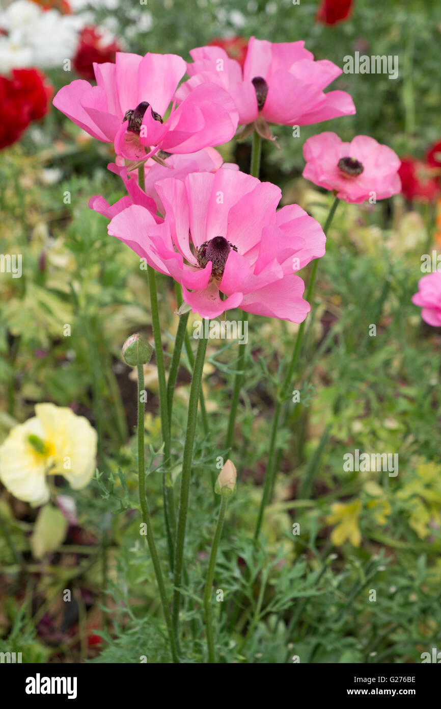 Rosa Roselline ranunculus asiaticus Foto Stock