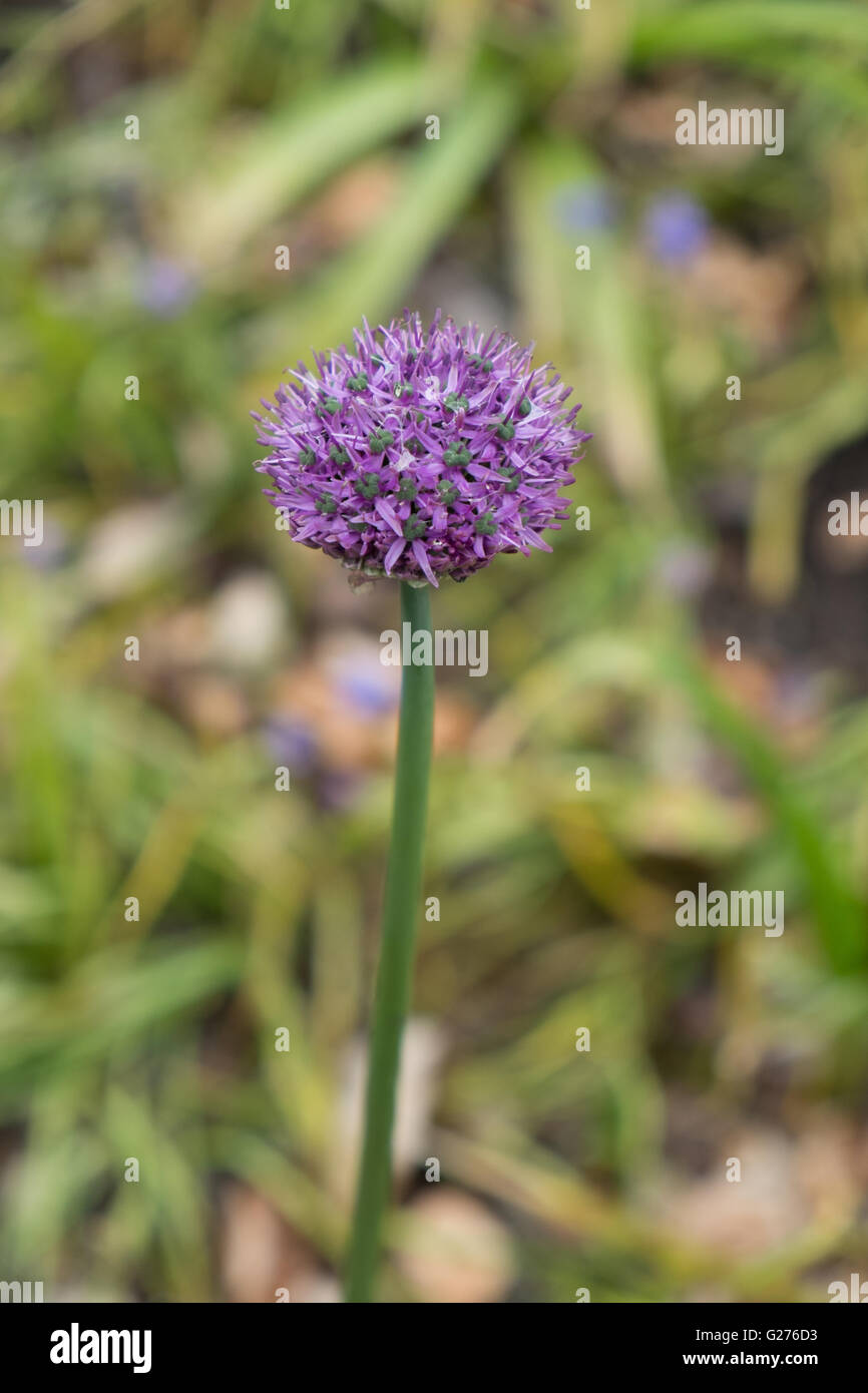 Viola dell'allium Foto Stock