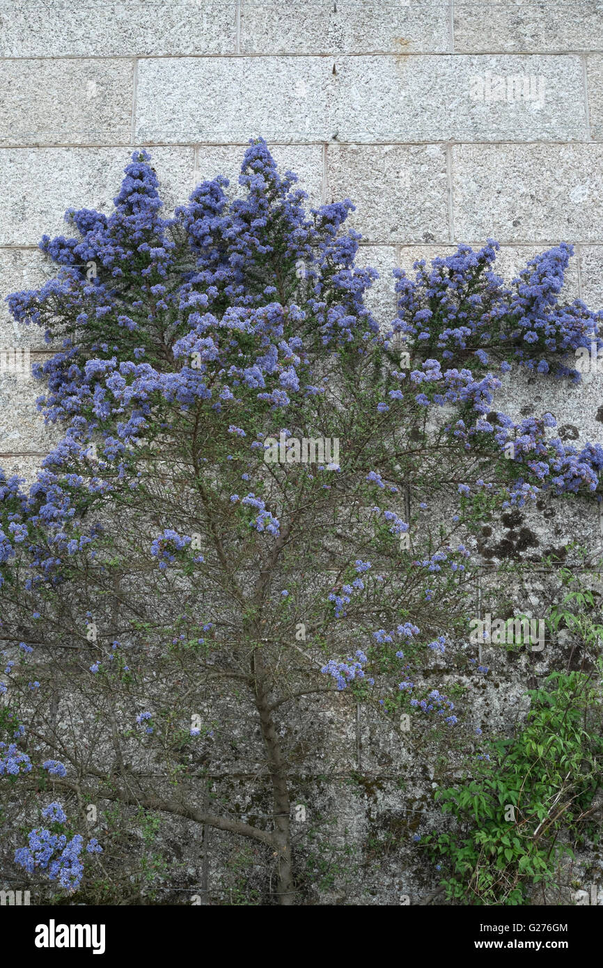 Fioritura ceanothus piantato contro un muro di pietra Foto Stock