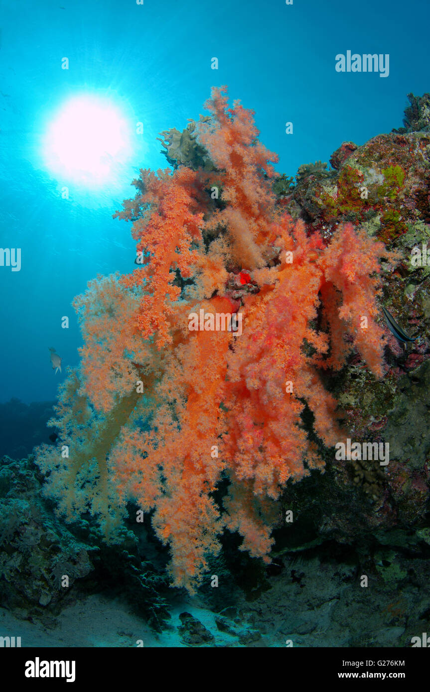Coralli molli Dendronephthya (sp), Mar Rosso, Egitto, Africa Foto Stock