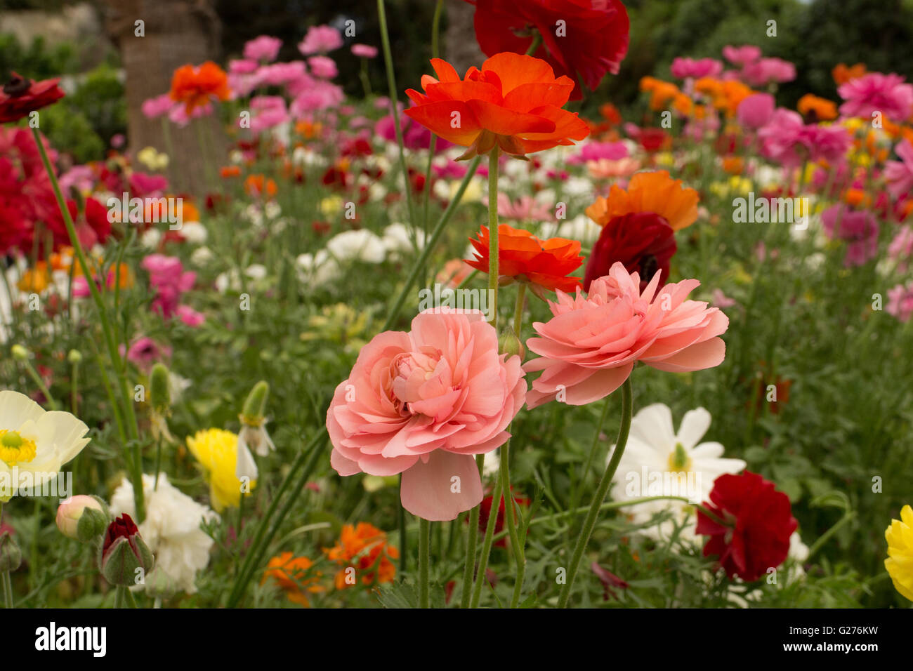 Un campo di Roselline ranunculus asiaticus Foto Stock