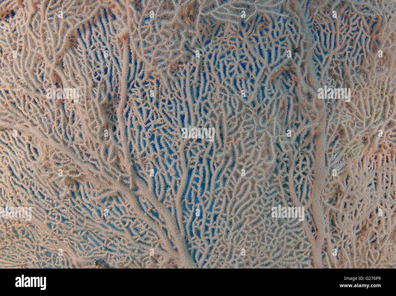 Struttura di barriera corallina di coralli molli ventola di Venere o Venere ventilatore di mare, mare comune ventola, West Indian Sea ventola o viola di gorgonie seafan Foto Stock