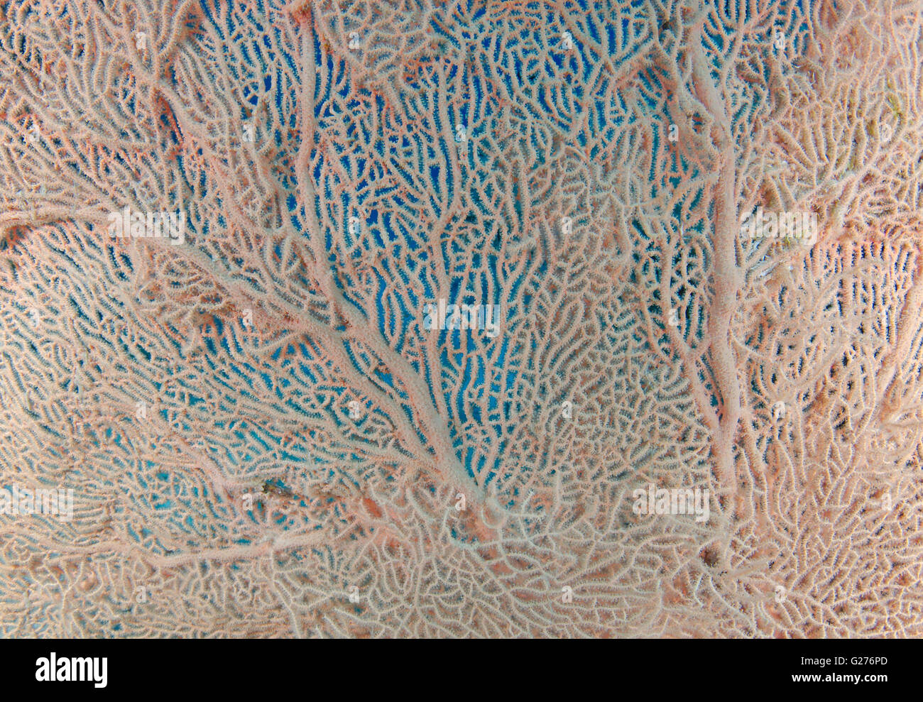 Struttura di barriera corallina di coralli molli ventola di Venere o Venere ventilatore di mare, mare comune ventola, West Indian Sea ventola o viola di gorgonie seafan Foto Stock