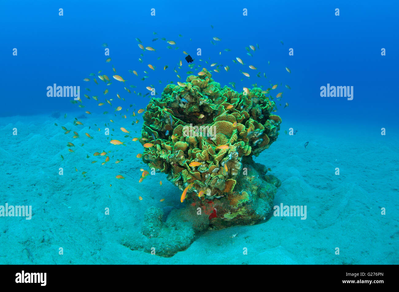 Arancio brillante scuola di pesce Longspine anthias, lyretail coralfish, lyretail anthias, mare goldie o scalefin anthia Foto Stock