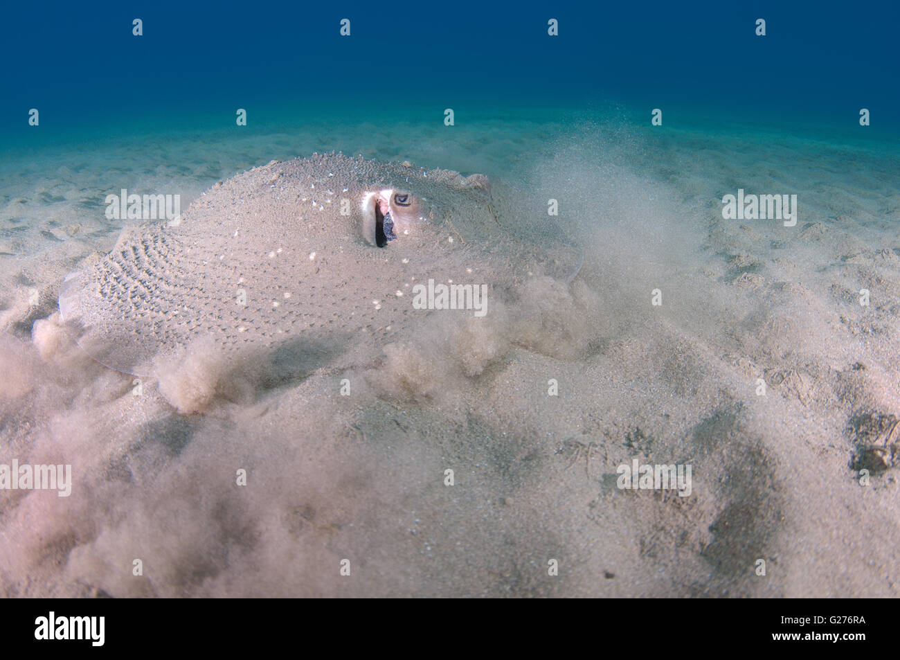 African ray o Istrice ray (Urogymnus asperrimus) sul fondo sabbioso Foto Stock