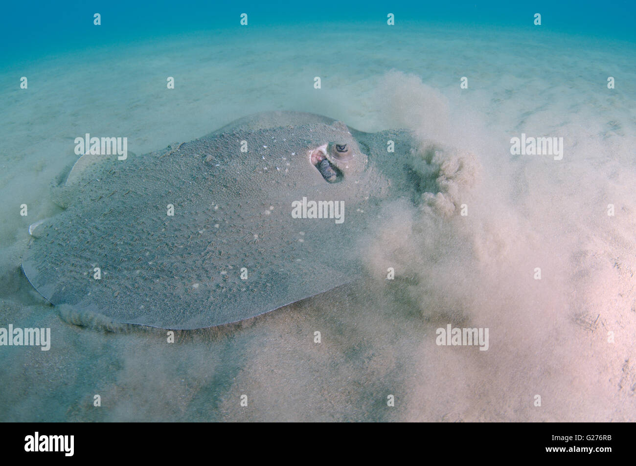 African ray o Istrice ray (Urogymnus asperrimus) sul fondo sabbioso Foto Stock