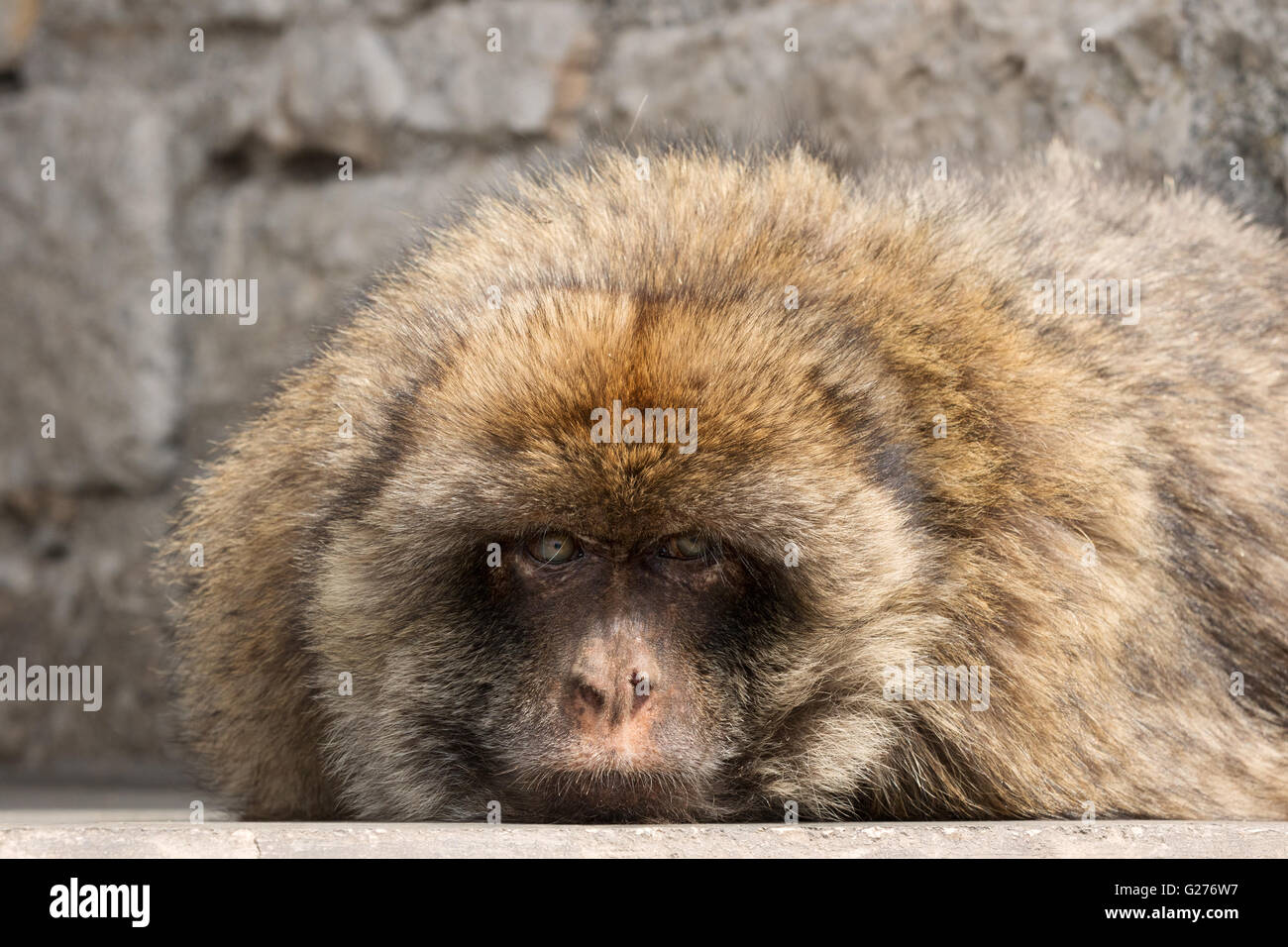 Una Barberia ape ( Macaca Sylvanus ) guardando dritto, faccia frontale e vista di testa, Gibilterra, Europa Foto Stock