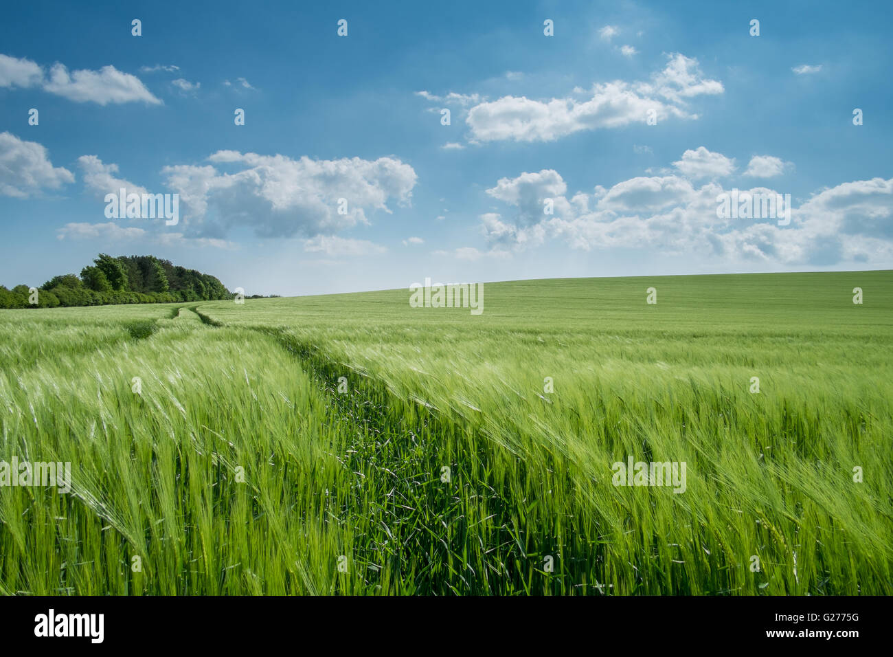 Winter Barley Field contro il cielo blu Foto Stock