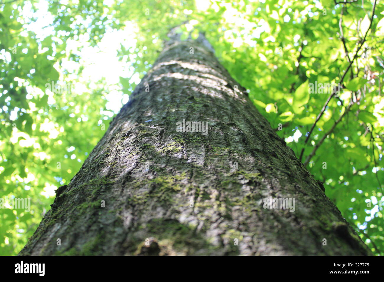 Guardando il cielo dalla base di un White Oak tree Foto Stock