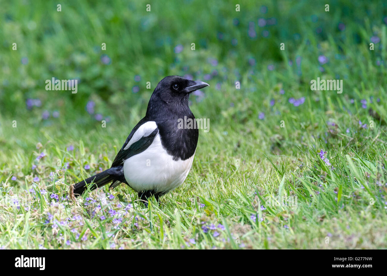 Adulto Gazza con piccoli fiori blu Foto Stock