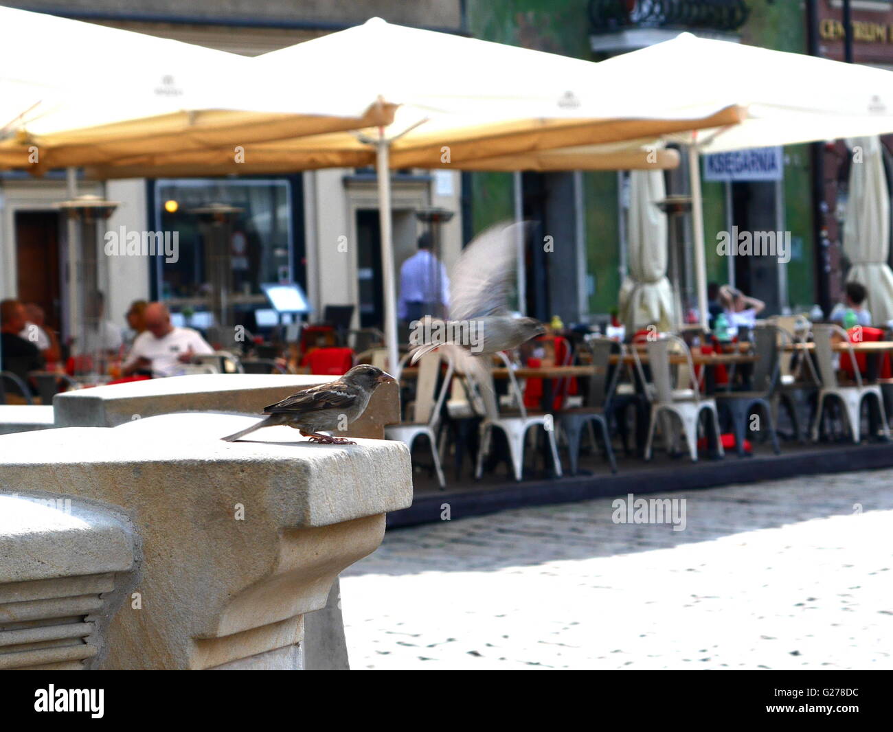 Passeri sulla piazza del Mercato Vecchio Foto Stock