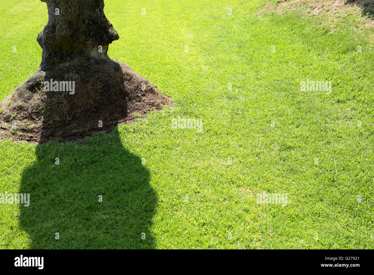 L'erba naturale pavimenti di colore intenso Foto Stock