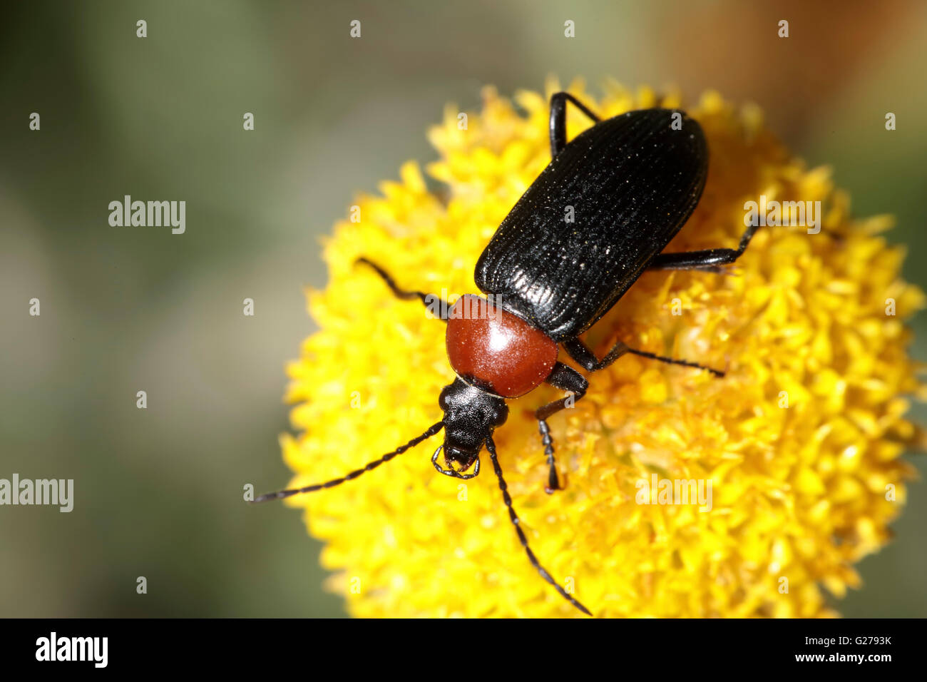 Insetto rosso su una testa di fiori Foto Stock