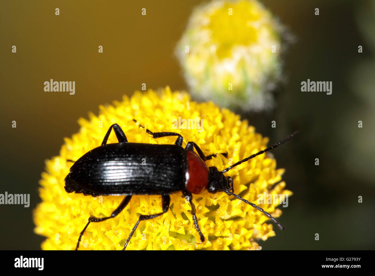 Insetto rosso su una testa di fiori Foto Stock