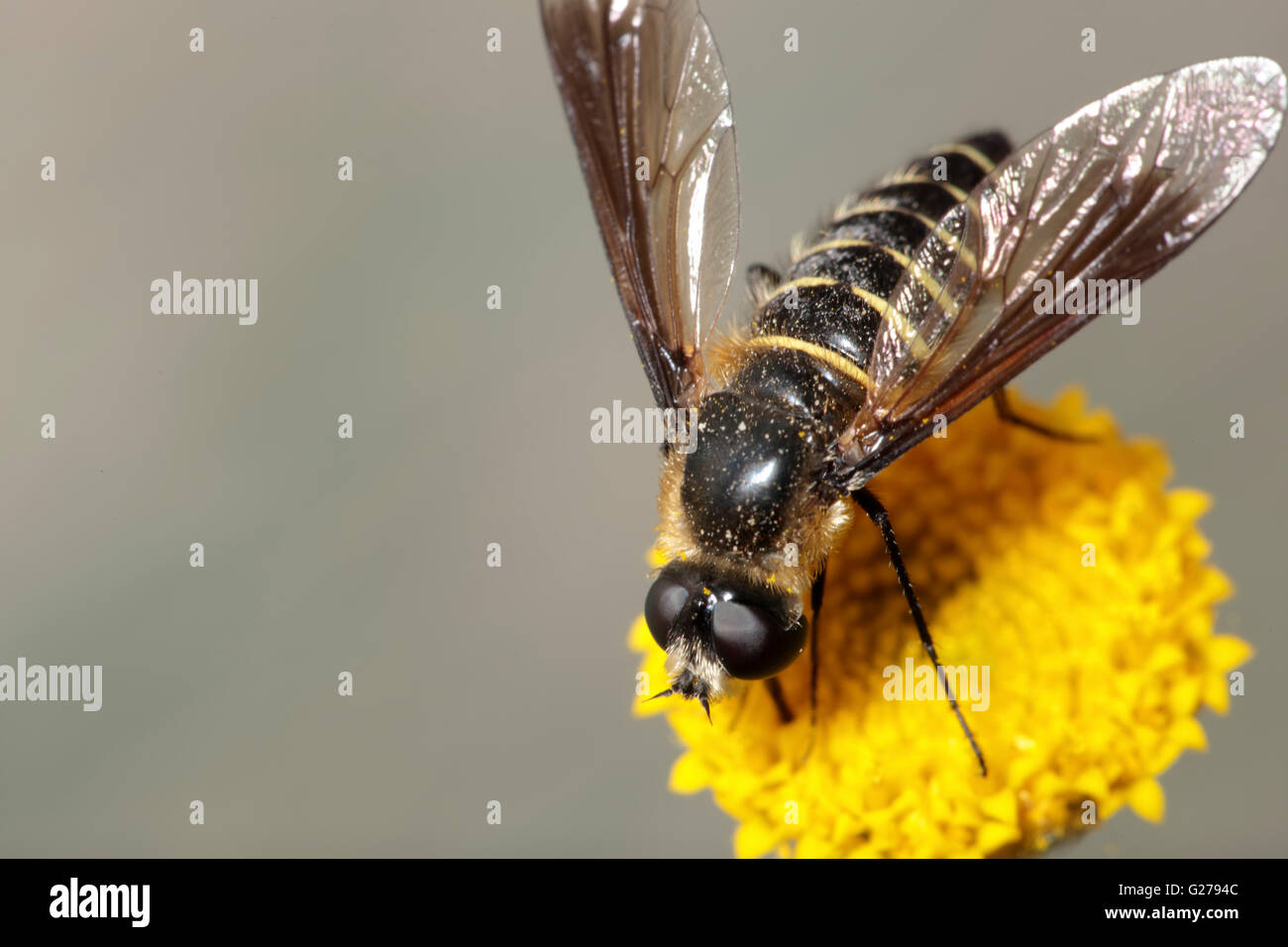 Insetto rosso su una testa di fiori Foto Stock