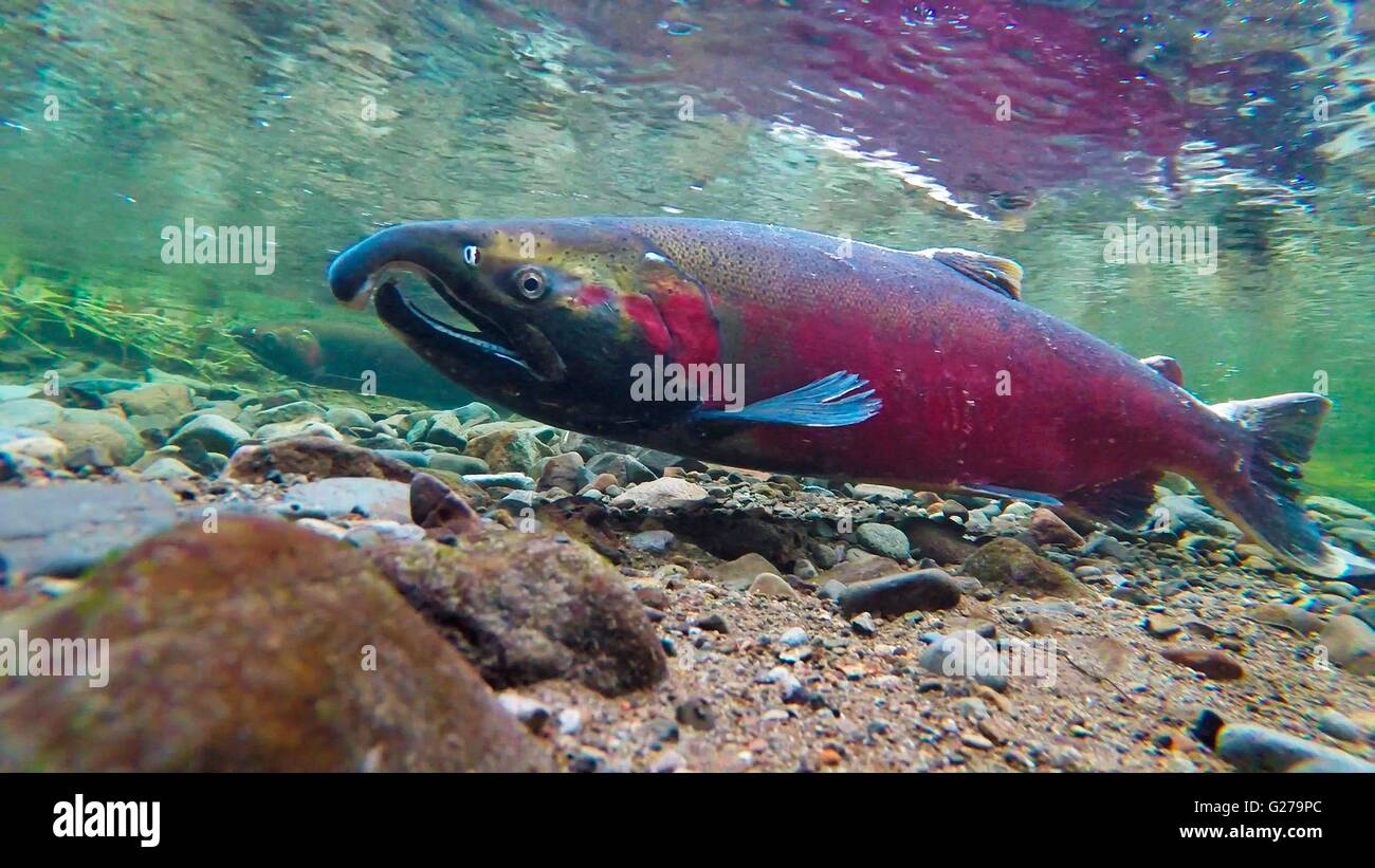 Coho salmone che si riproduce sul fiume di salmoni in Northwest Oregon. Foto Stock