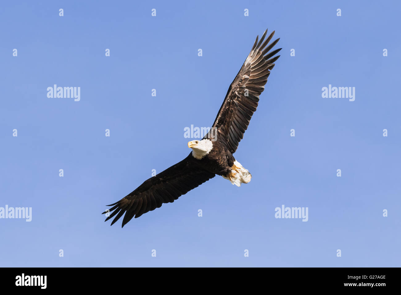 Aquila calva wheeling in cielo Foto Stock