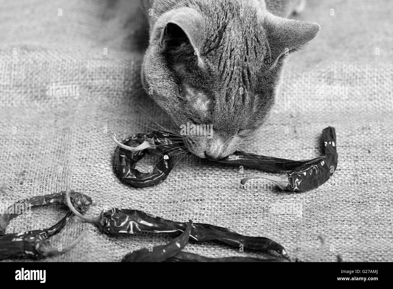 Gatto cercando di mangiare essiccato ROSSO PEPERONCINO Foto Stock