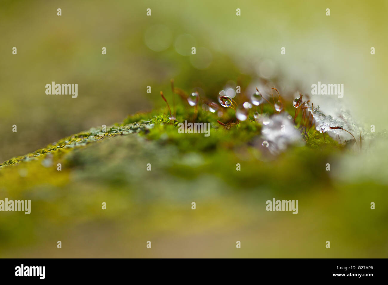 Moss in inverno con ghiaccio e rugiada inizia a sgelare Foto Stock