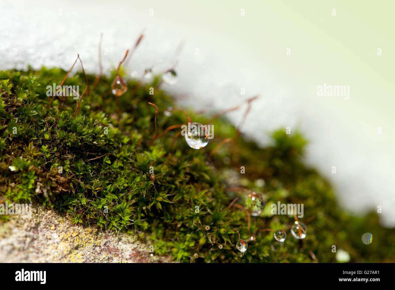 Moss in inverno con ghiaccio e rugiada inizia a sgelare Foto Stock