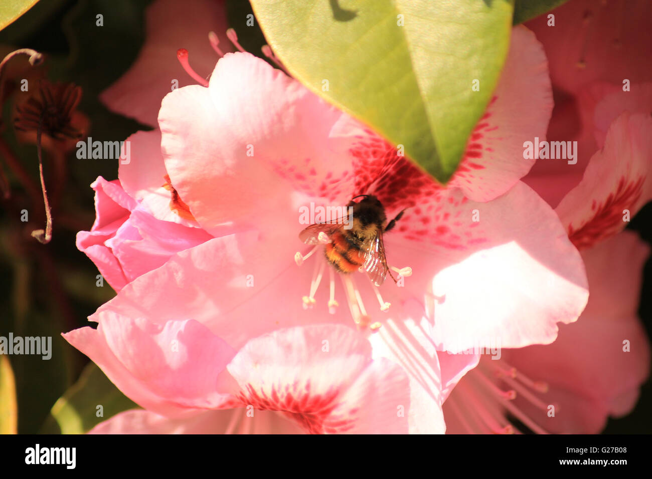 Bumble Bee godendo il fiorito dei frutti del suo lavoro in una bella e soleggiata giornata. Foto Stock