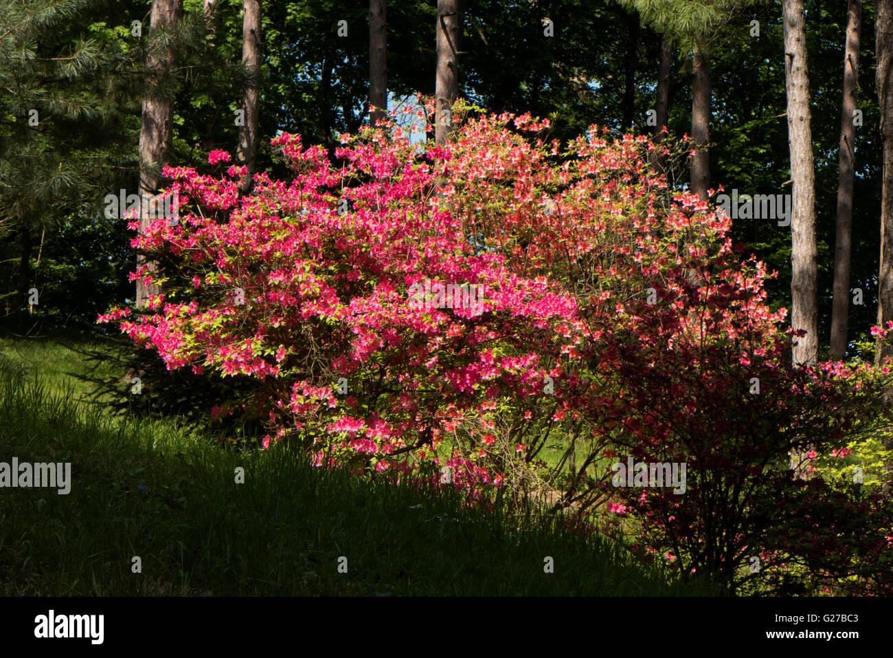 Di azalee e rododendri in Highland Park, Rochester NY USA. Foto Stock