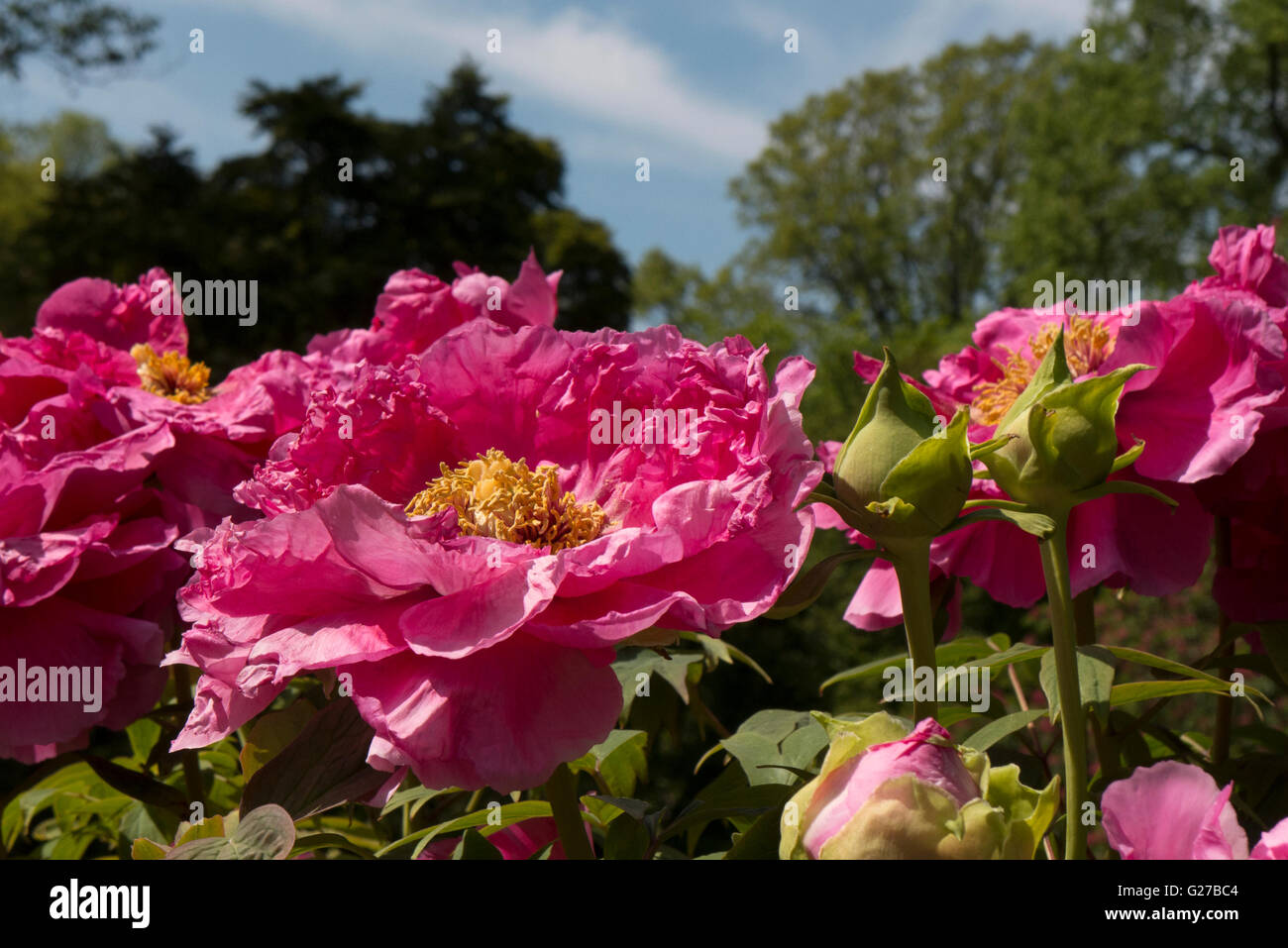 peonie rosse. Foto Stock