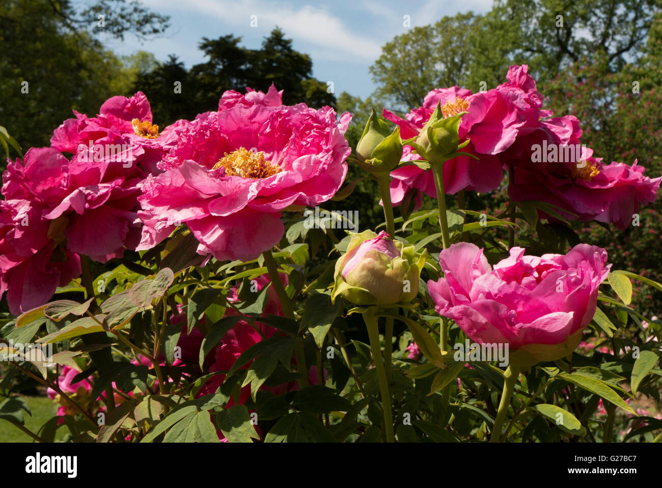 peonie rosse. Foto Stock