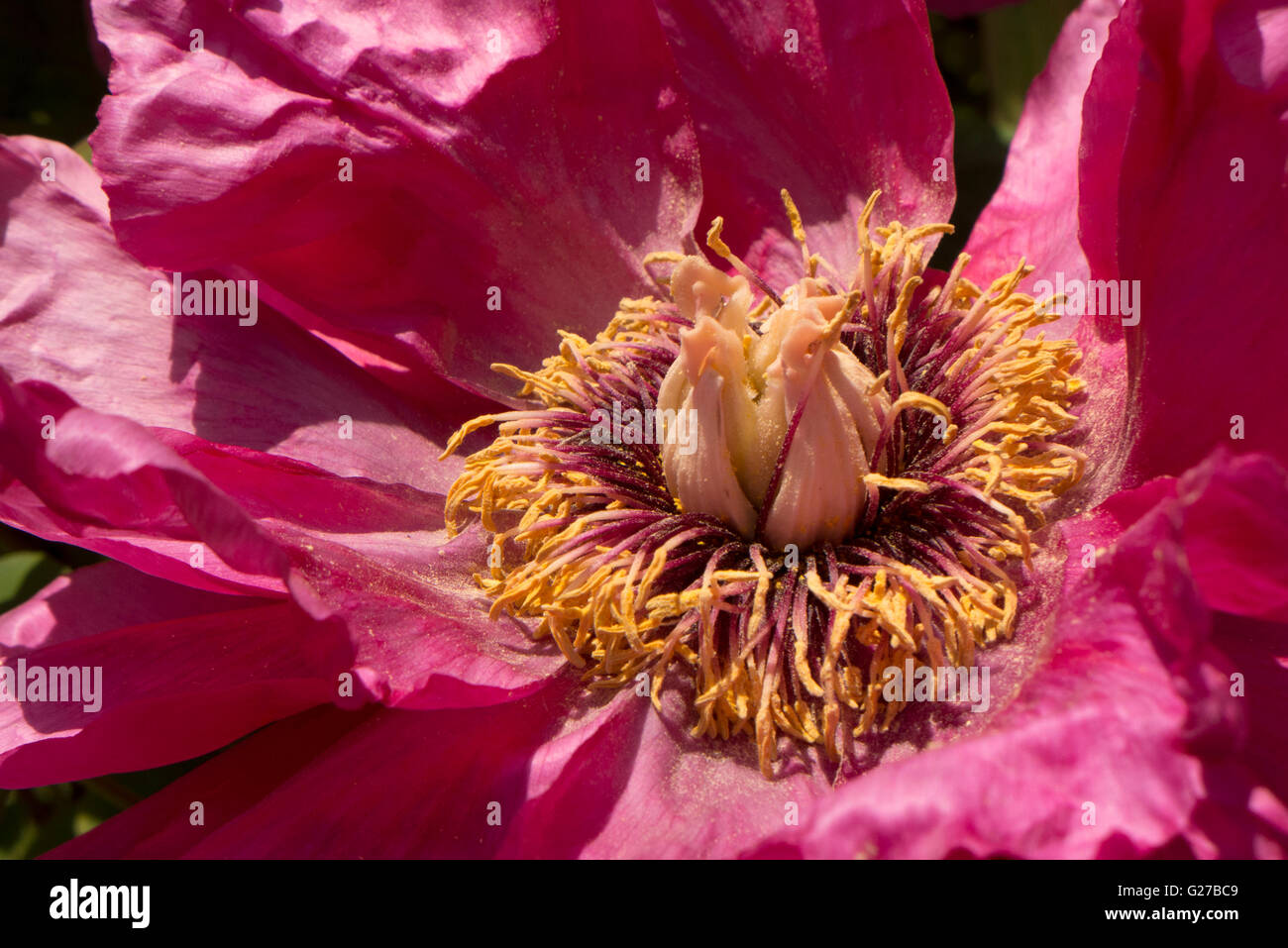 peonie rosse. Foto Stock