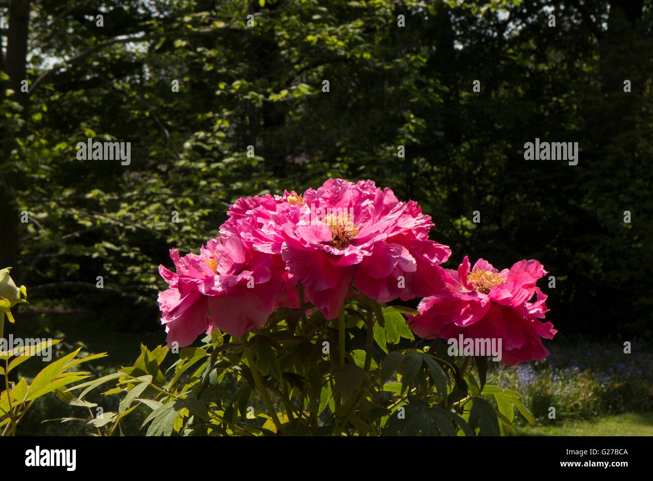 peonie rosse. Foto Stock