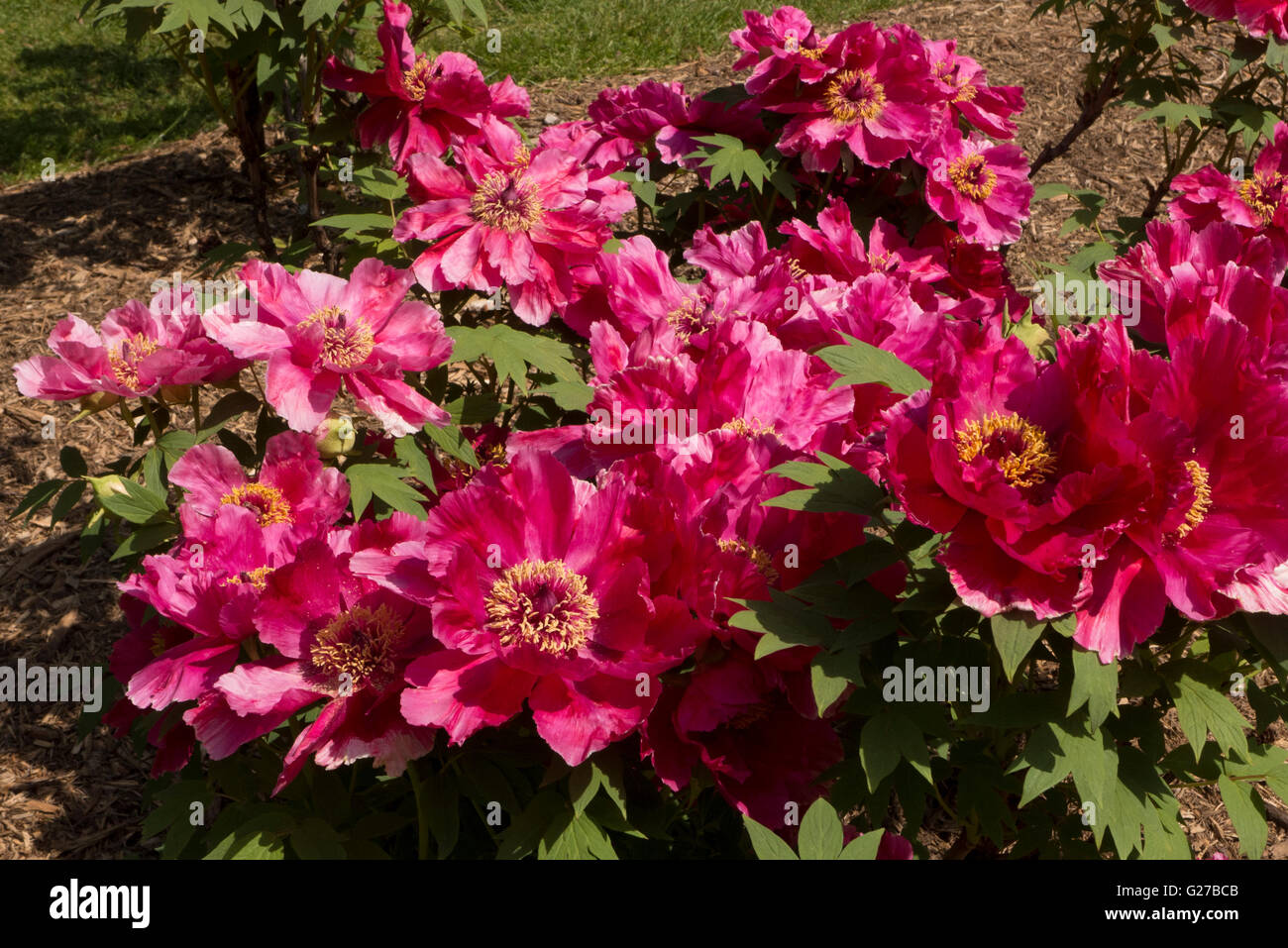 peonie rosse. Foto Stock