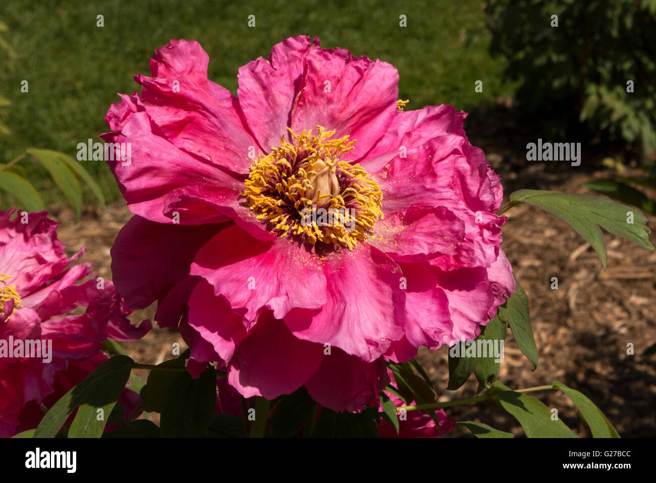 peonie rosse. Foto Stock