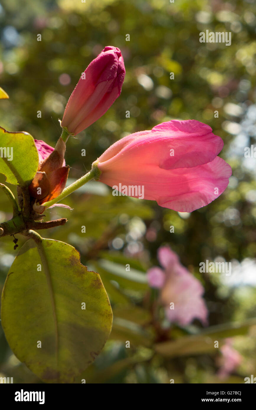 Di azalee e rododendri in Highland Park, Rochester NY USA. Foto Stock