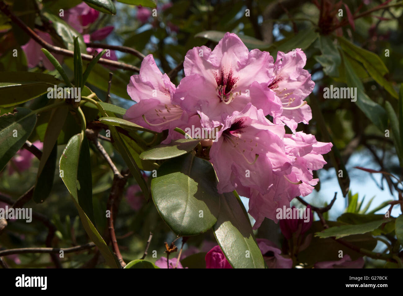 Di azalee e rododendri in Highland Park, Rochester NY USA. Foto Stock