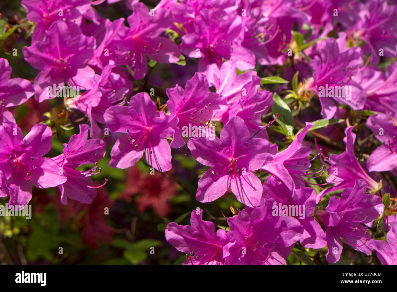 Di azalee e rododendri in Highland Park, Rochester NY USA. Foto Stock