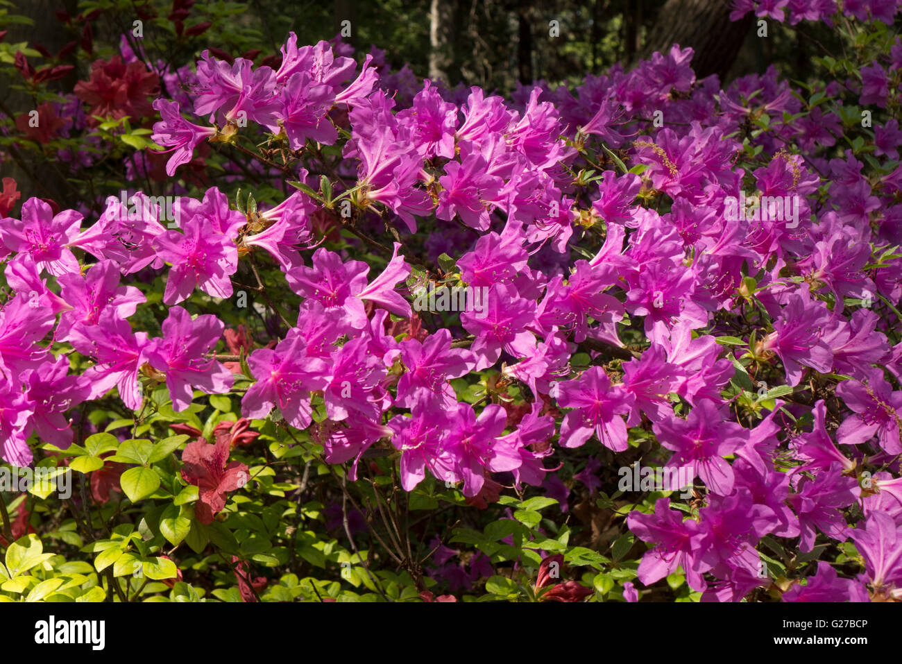 Di azalee e rododendri in Highland Park, Rochester NY USA. Foto Stock