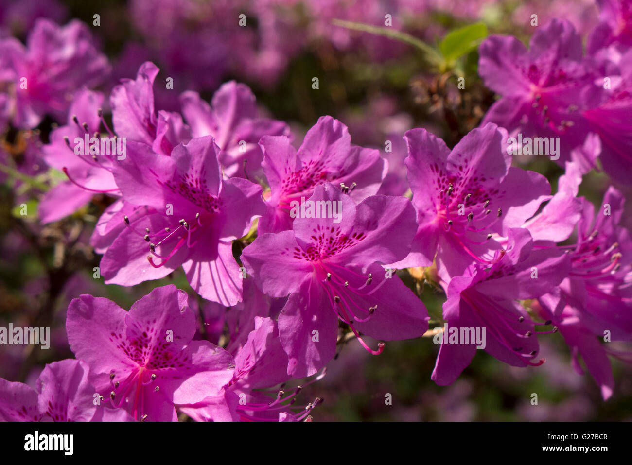 Di azalee e rododendri in Highland Park, Rochester NY USA. Foto Stock