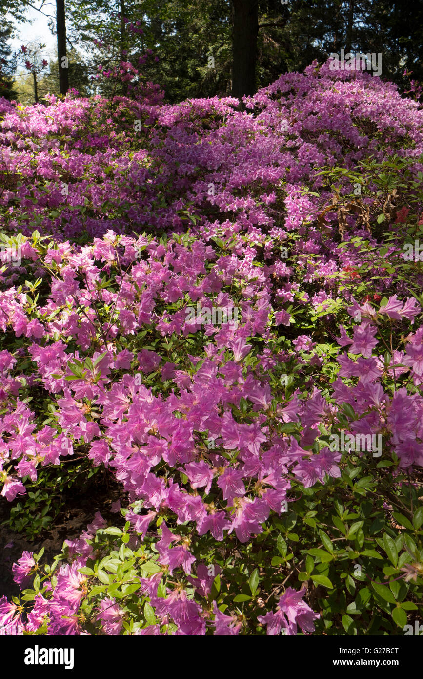 Di azalee e rododendri in Highland Park, Rochester NY USA. Foto Stock