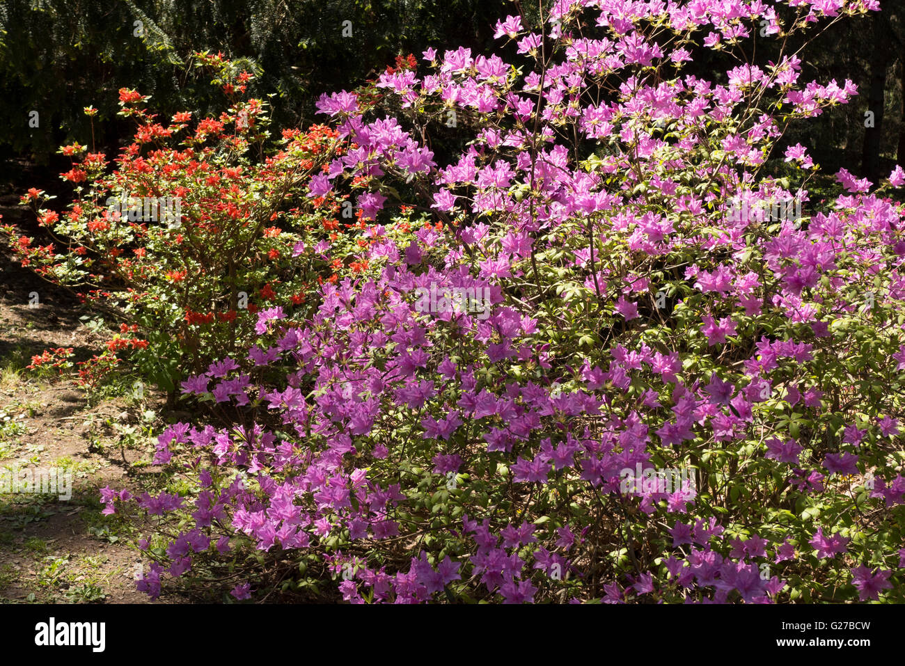Di azalee e rododendri in Highland Park, Rochester NY USA. Foto Stock