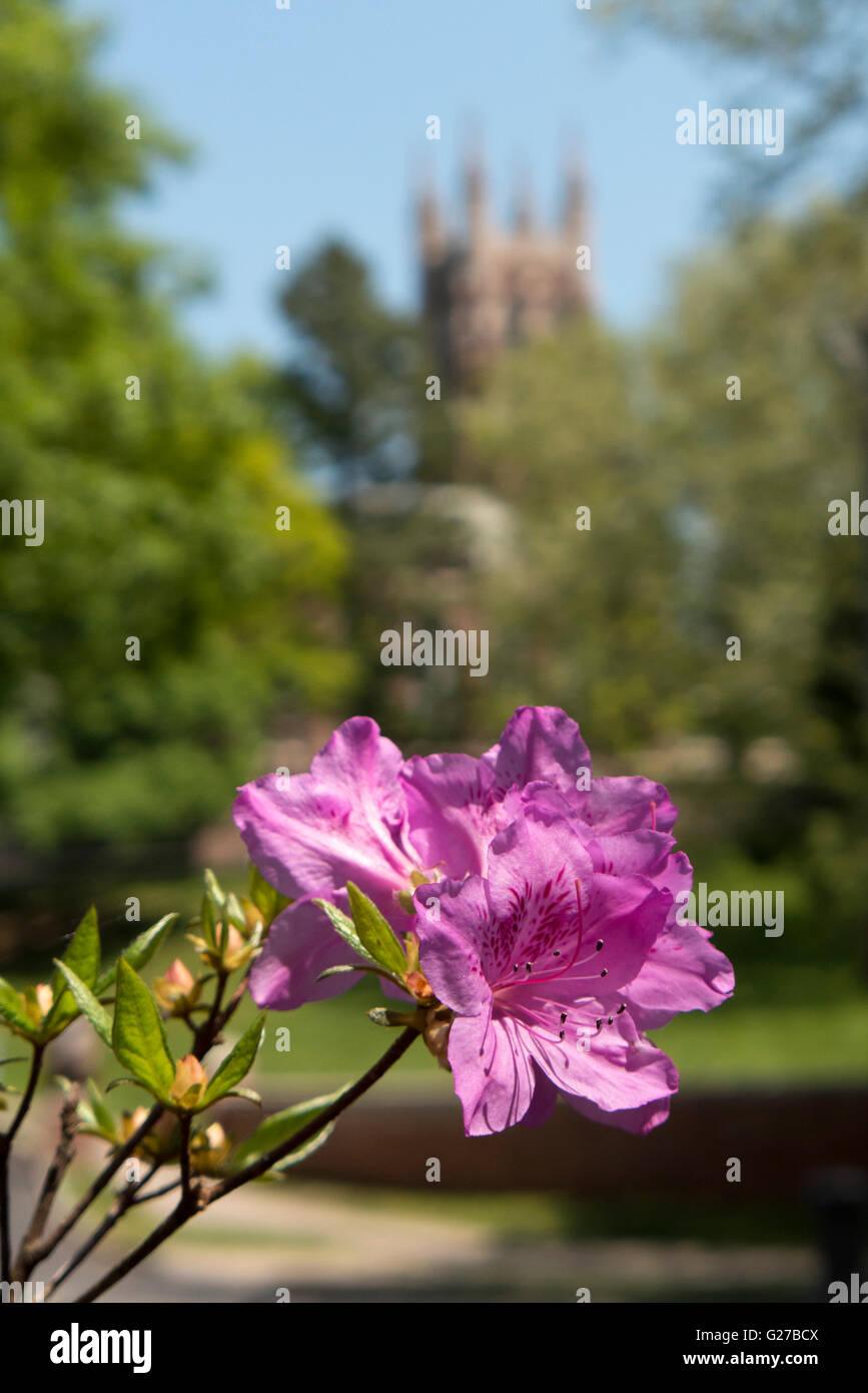 Di azalee e rododendri in Highland Park, Rochester NY USA. Foto Stock
