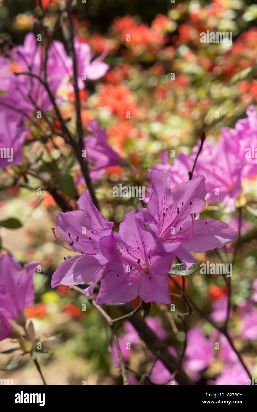 Di azalee e rododendri in Highland Park, Rochester NY USA. Foto Stock