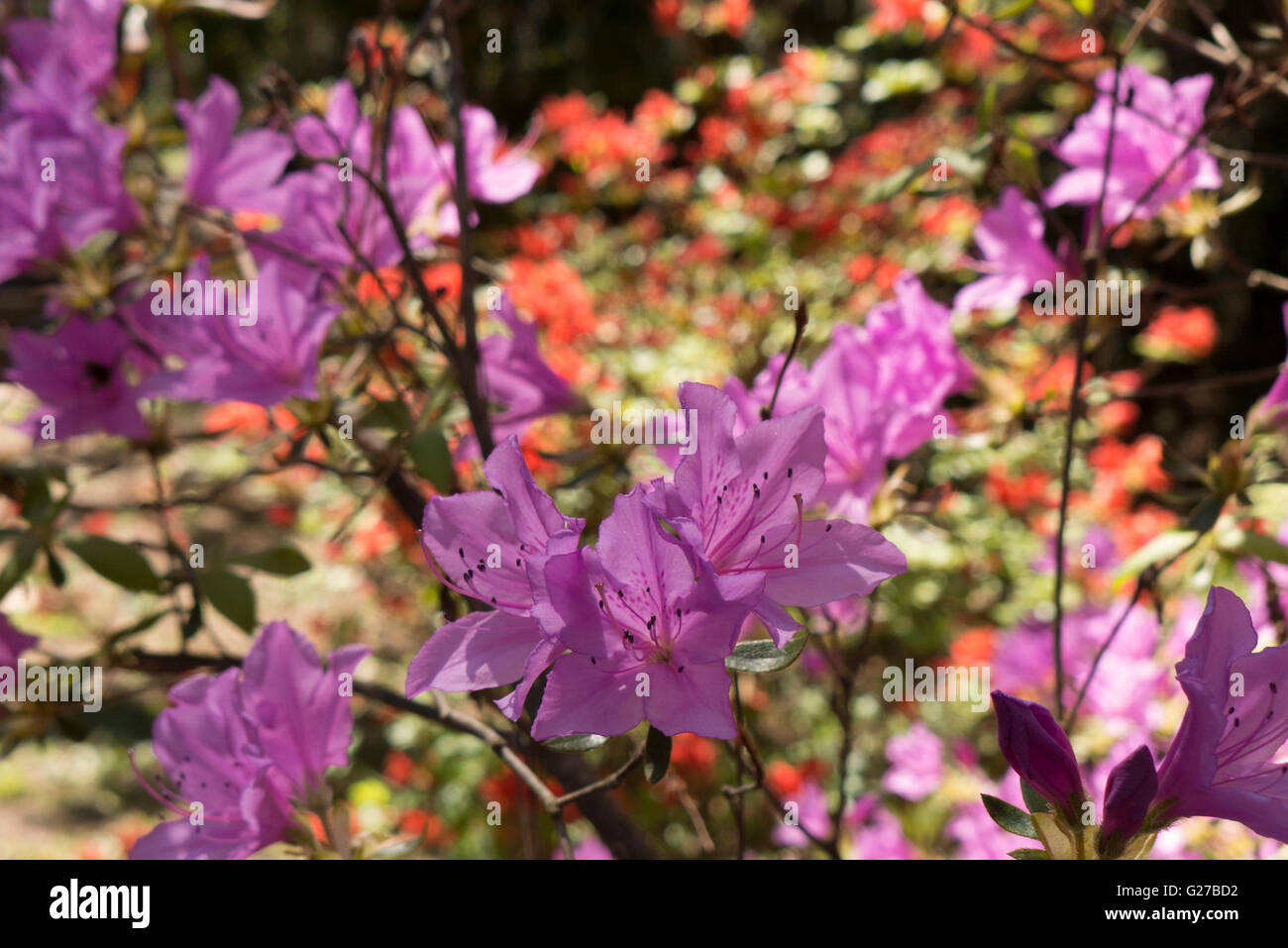 Di azalee e rododendri in Highland Park, Rochester NY USA. Foto Stock
