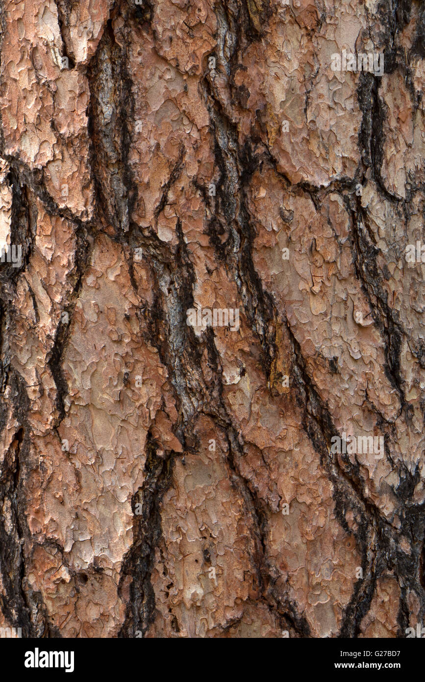 Corteccia di albero. Foto Stock