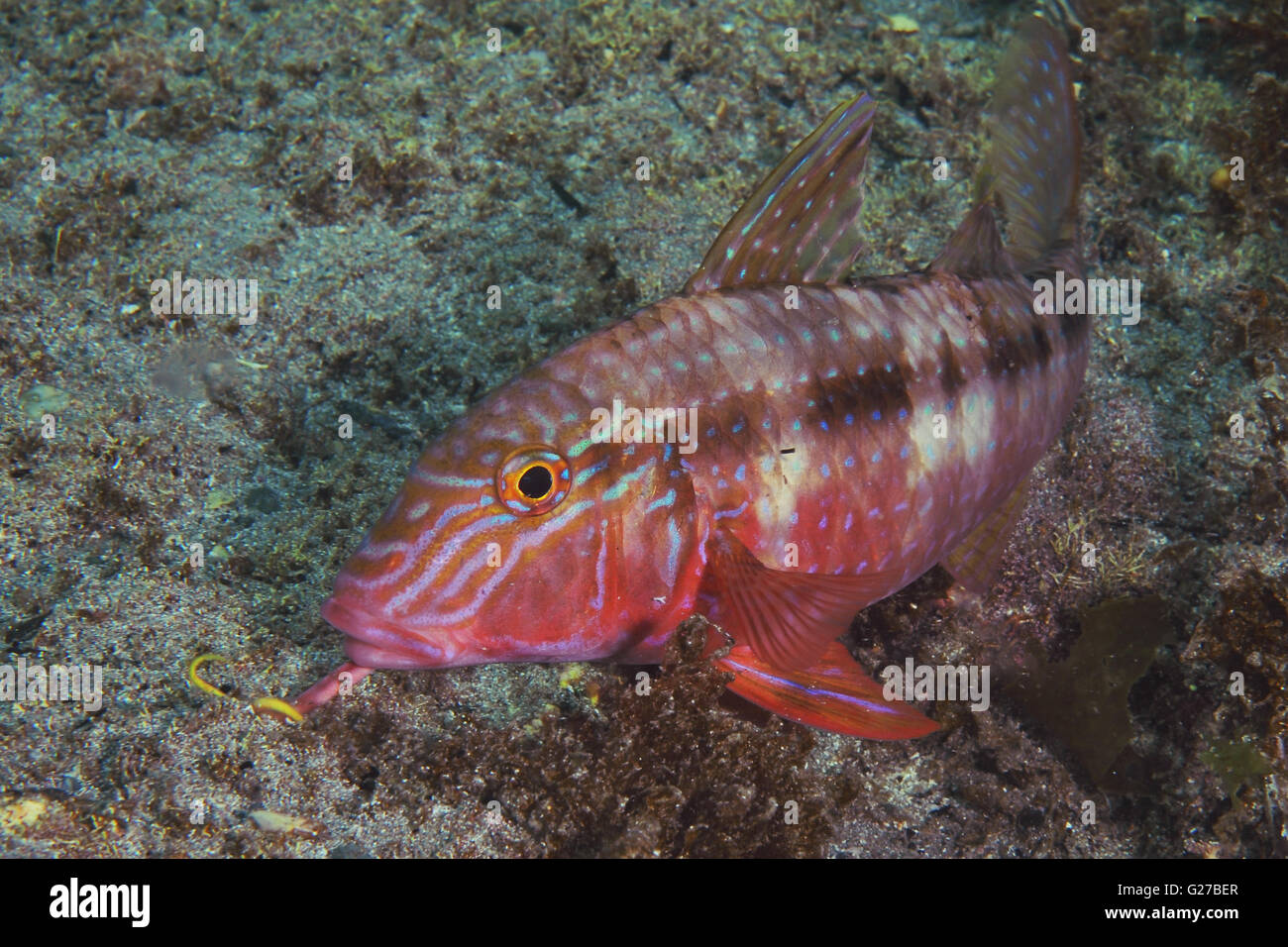 Goatfish Upeneichthys lineatus (porosus) ione parte inferiore sabbiosa Foto Stock Goatfish Upeneichthys lineatus (porosus) ione parte inferiore sabbiosa Foto Stock