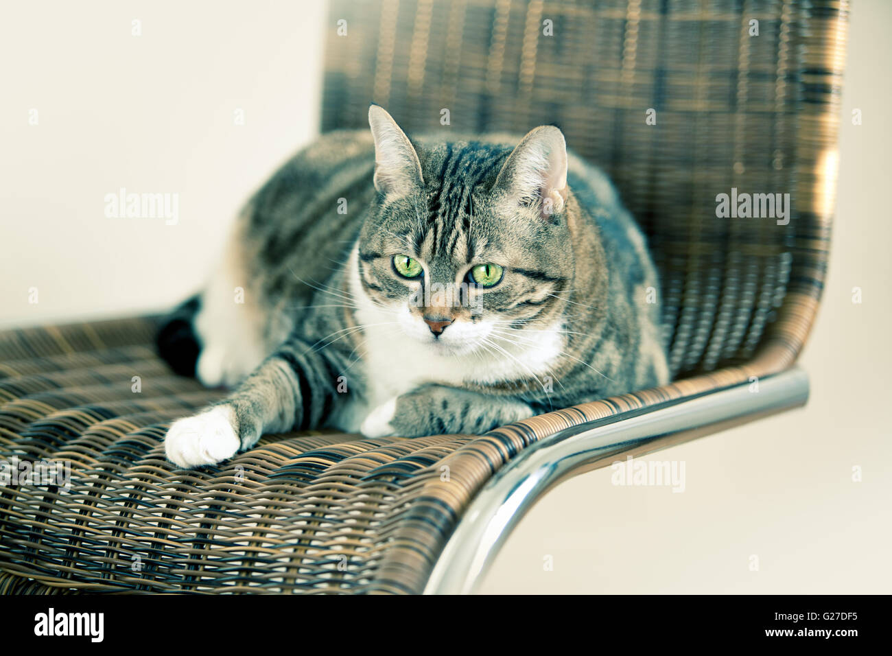 Grassi e pigro Gatto sdraiato su una sedia Foto Stock