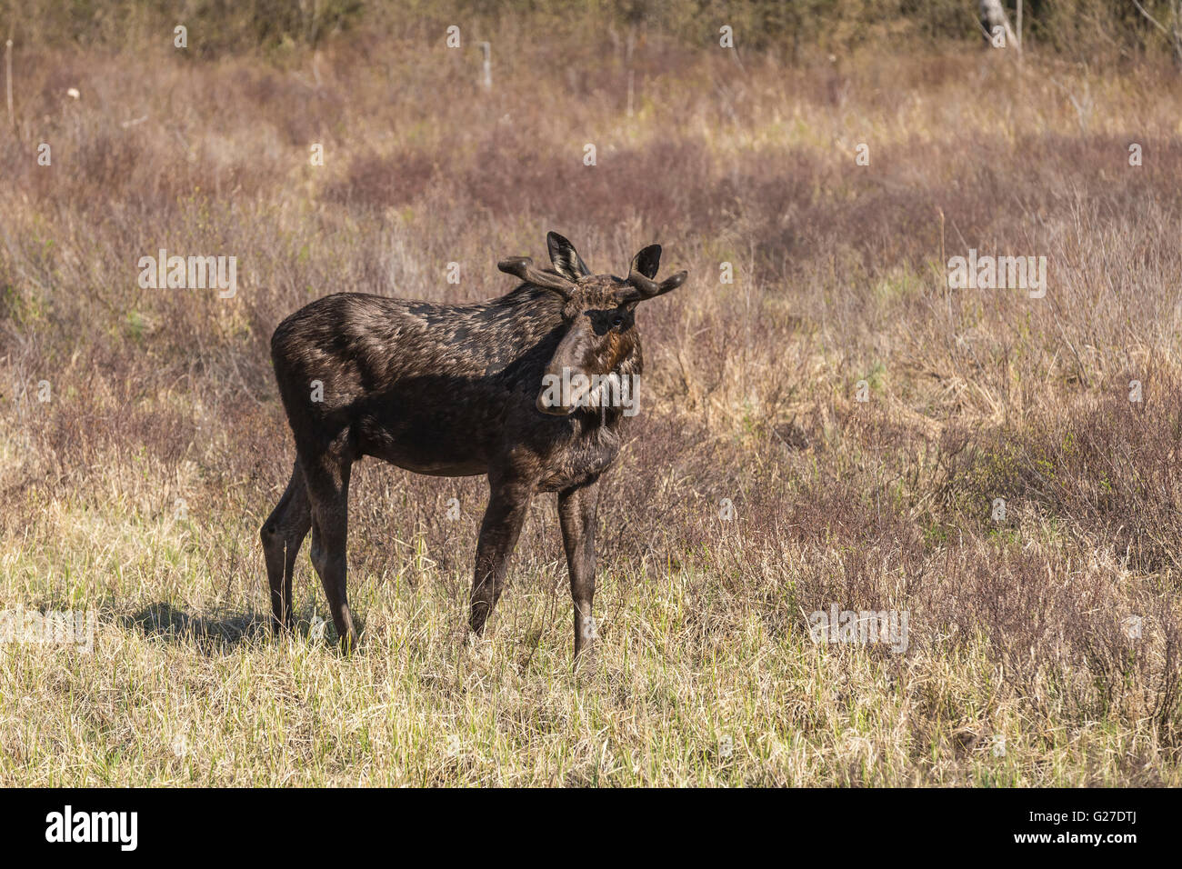 Un grande maschio alci in Algonquin Park Foto Stock
