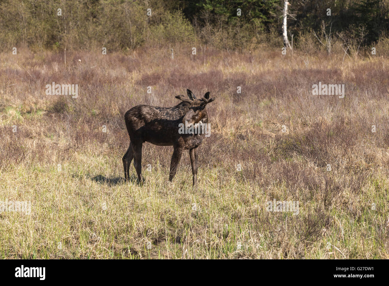 Un grande maschio alci in Algonquin Park Foto Stock