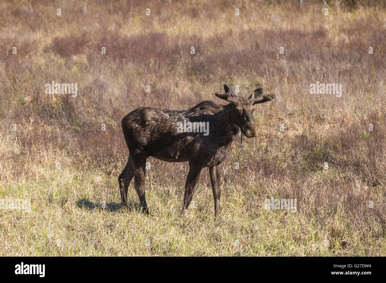 Un grande maschio alci in Algonquin Park Foto Stock