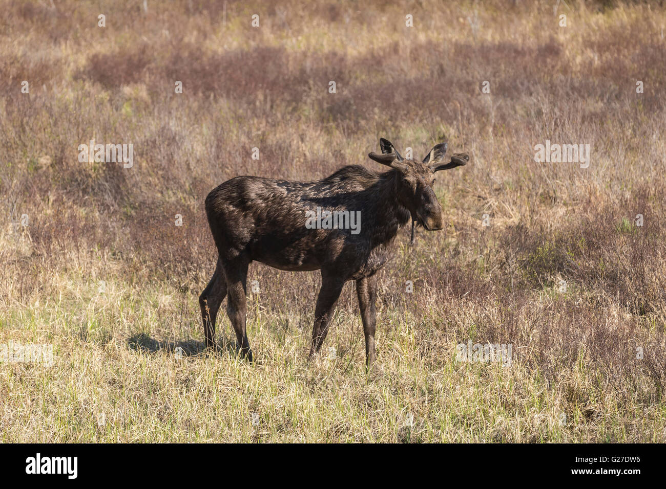 Un grande maschio alci in Algonquin Park Foto Stock