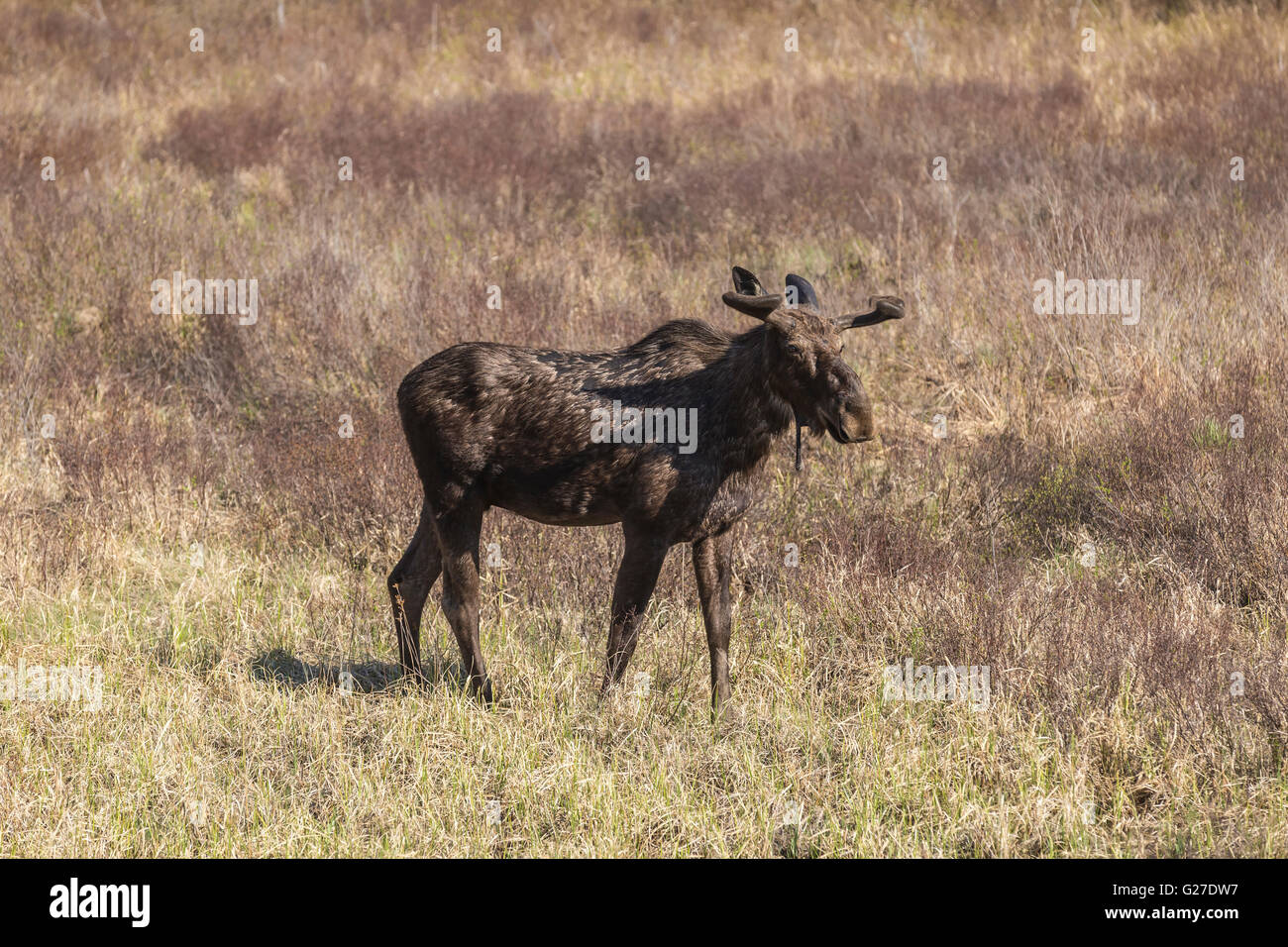 Un grande maschio alci in Algonquin Park Foto Stock
